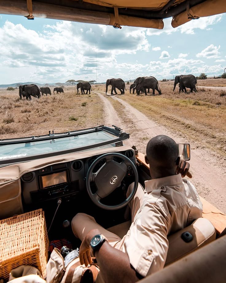 Safari