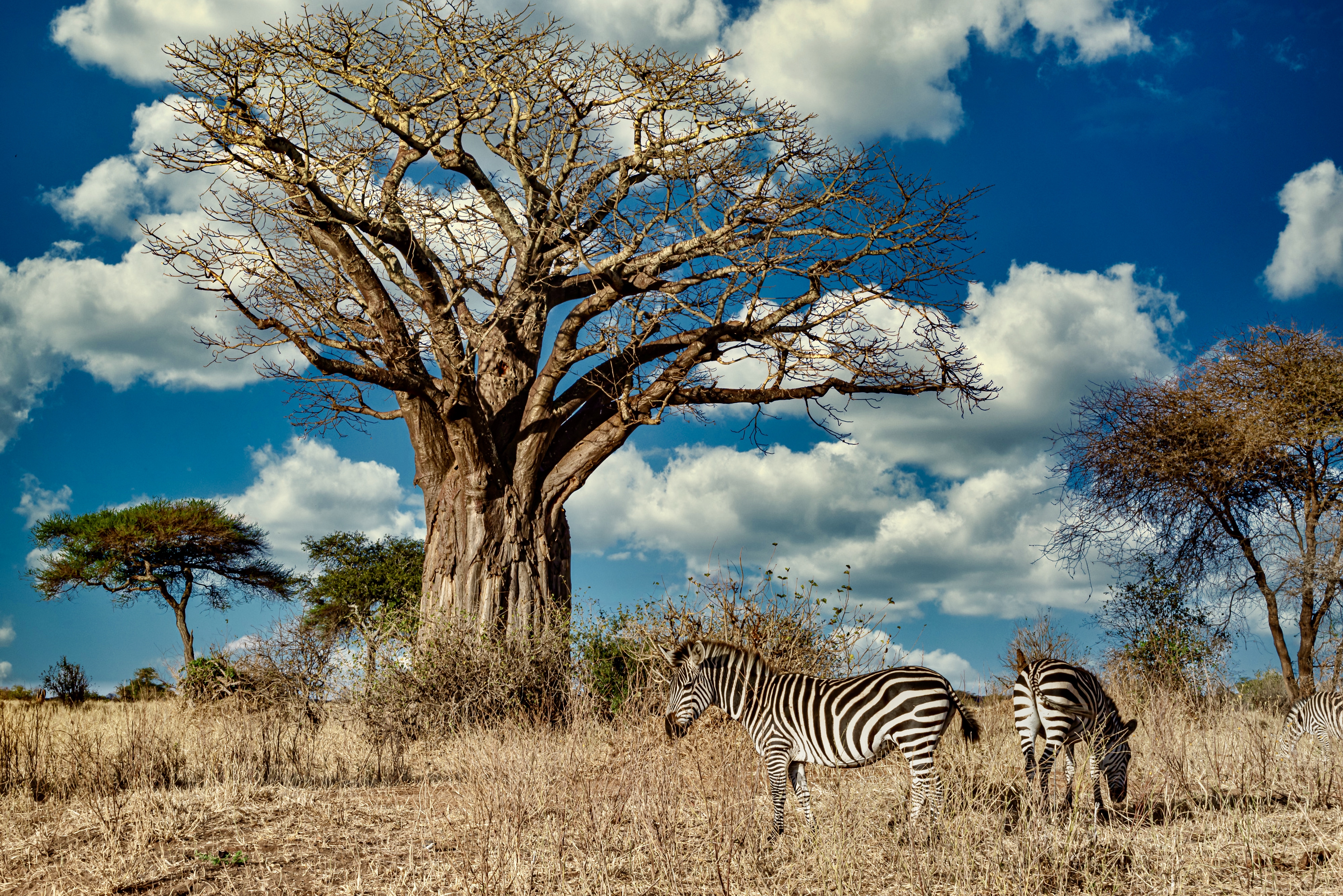 Safari & Beach