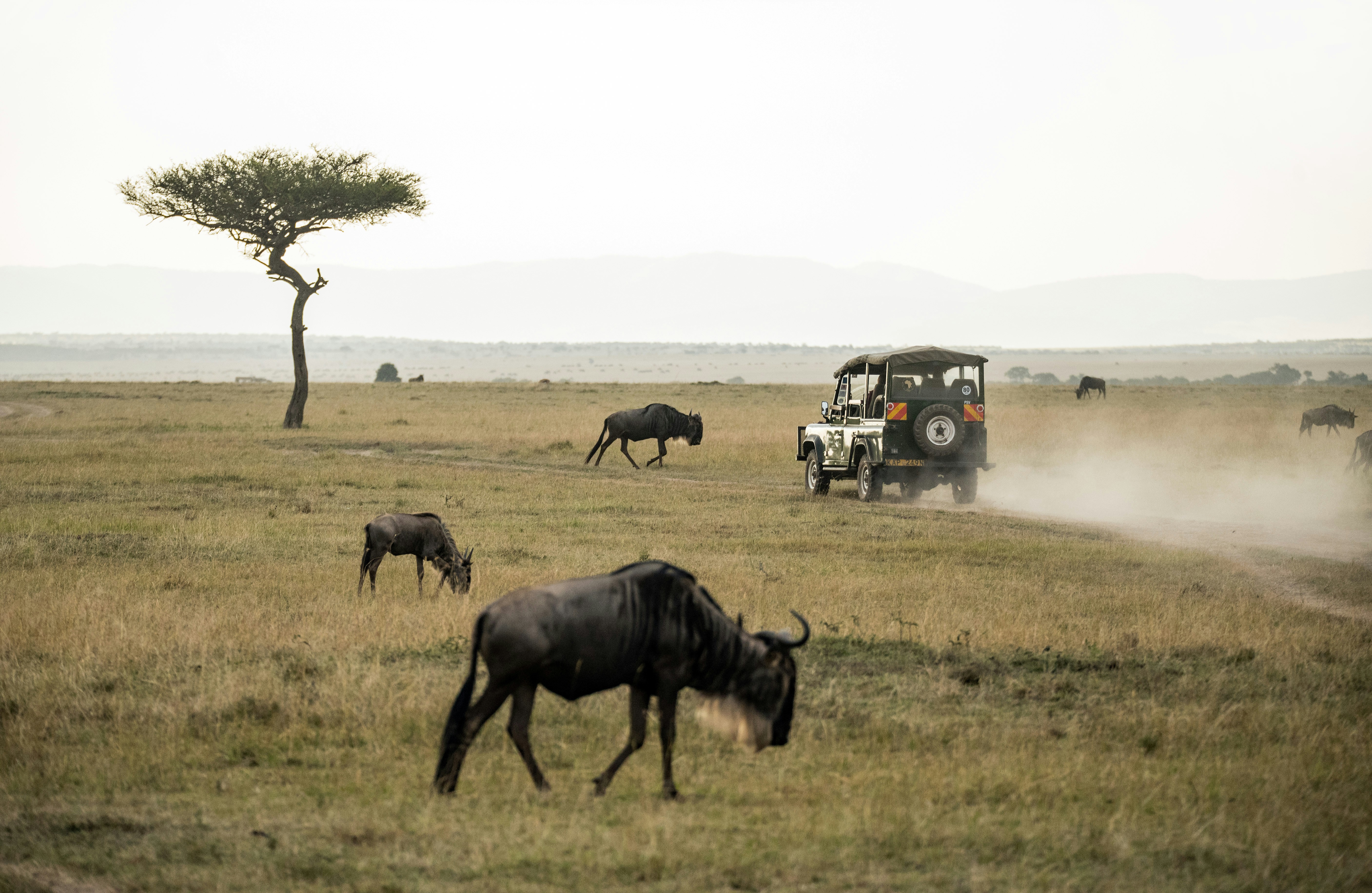 Tarangire