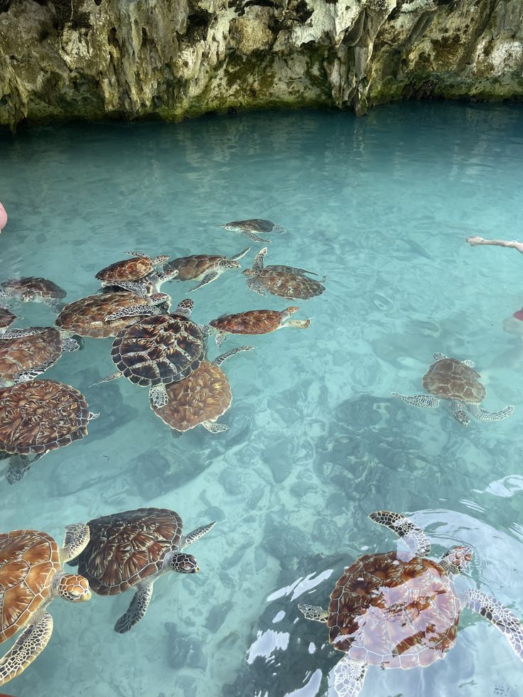 Baraka Aquarium turtles